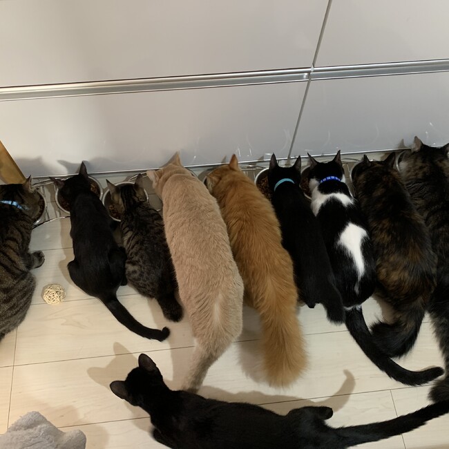 ASUKA ねこ活のカバー写真