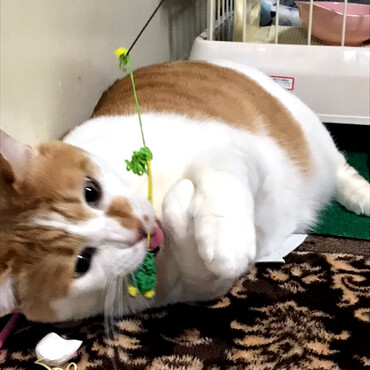 ちびです。おもちゃ遊び