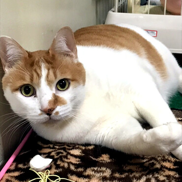 ちびです。珍しくカメラ目線