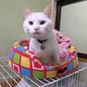 里親さん急死、逆境の中でもがんばるニャン♫
