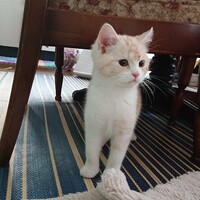 みんと