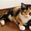 三毛猫【おからちゃん】♀　８ヶ月