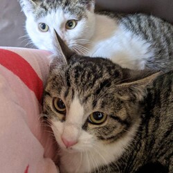 「キキ君・ララちゃん､里親様決まりました！」サムネイル3