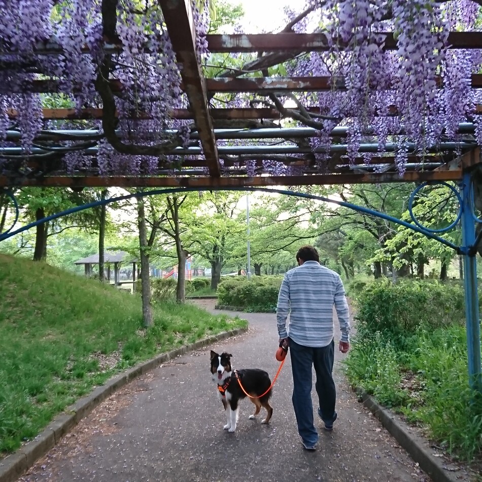 來のカバー写真