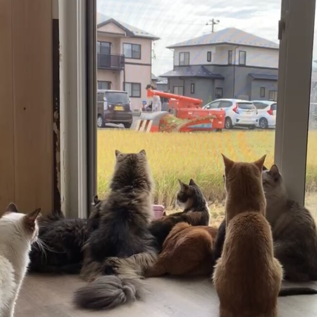 Cat house 柚の家のカバー写真