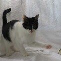 「にゃあー」で抱っこしてゴロゴロお腹見せ