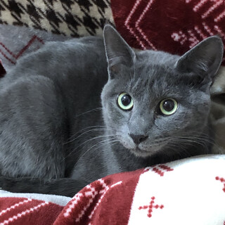 毛並みが綺麗な男の子