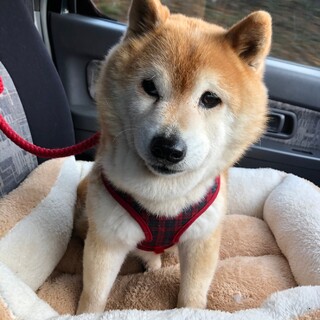 優しい柴犬のマコちゃんに幸せを！
