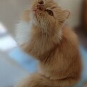 おっとりキンカロー♡