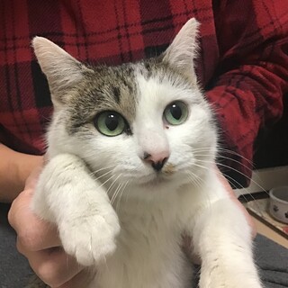 【7／10⭐️もか動物病院にて譲渡会】参加猫ぼたん