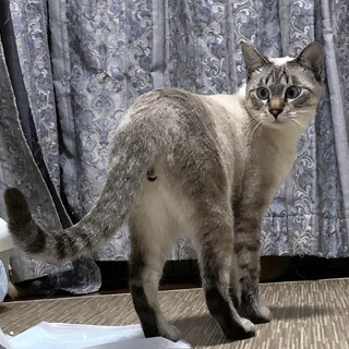 グレーのシャイなイケメン君❤️