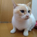 【2/28⭐️堺東にて里親会】参加猫リムちゃん