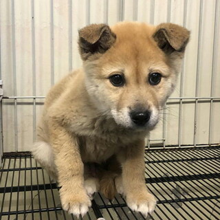 去勢手術済・少しビビリのオス子犬