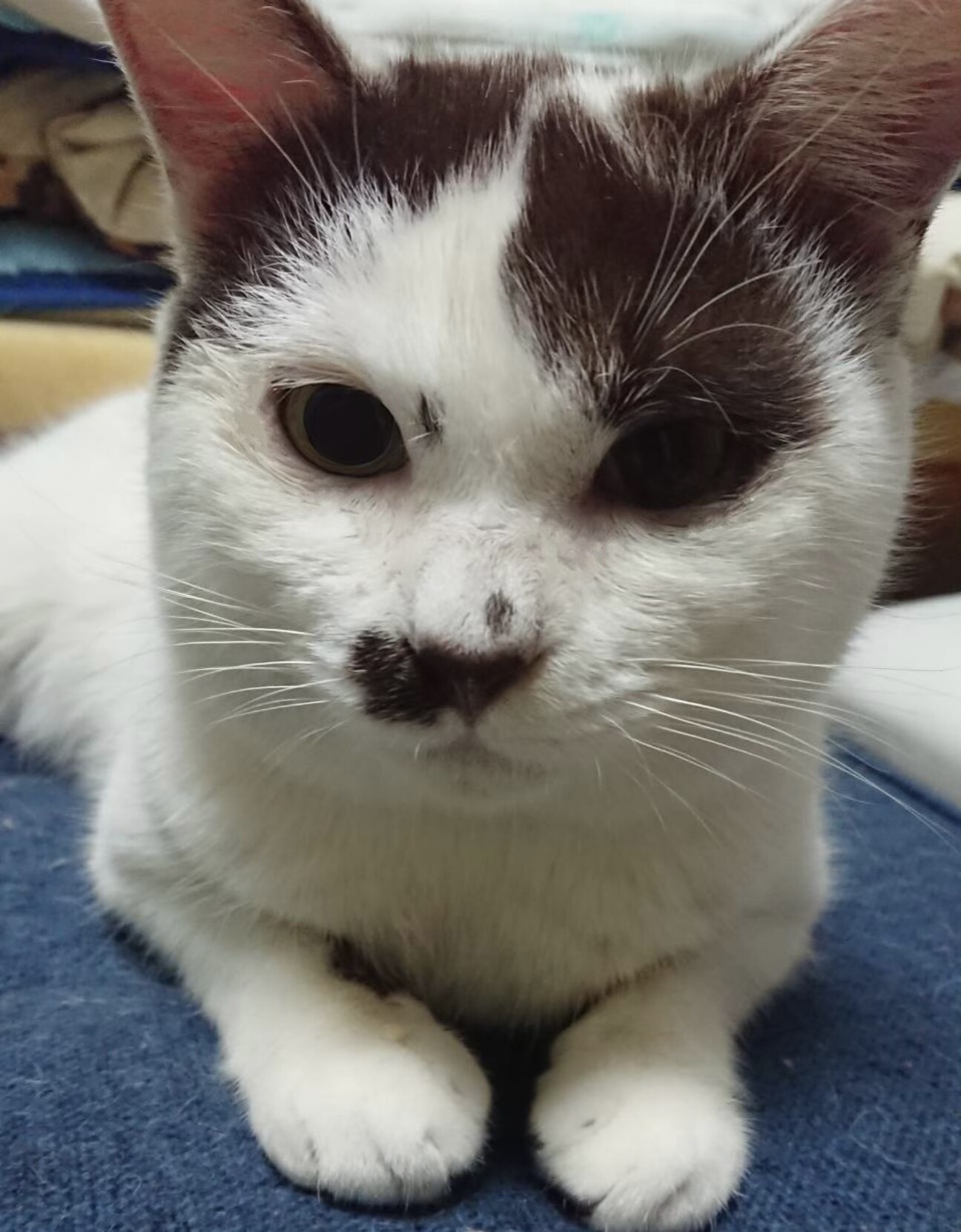 (ΦωΦ)生後３ヶ月♥ちぃちゃん(ΦωΦ)♥里親様募集♥うるうるお目々・猫 442470.jpg