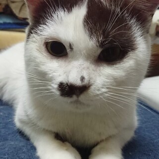 人気の白黒ブチネコちゃんの里親さま募集してます！