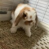 ロップイヤー (メス)1歳 サムネイル4