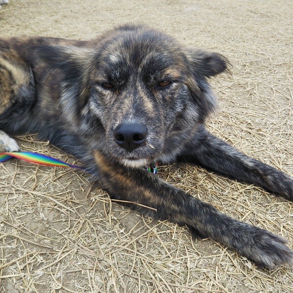 しっかり者 よもぎちゃん 神奈川県 犬の里親募集 ペットのおうち 月間利用者150万人
