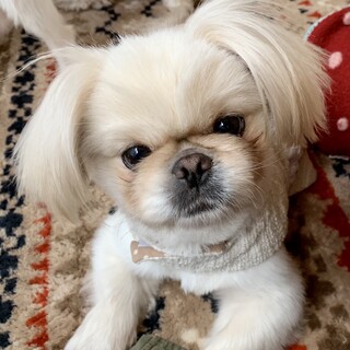 甲斐（かい）これから色んな事を学ぶ幼稚園児