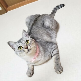 綺麗なシルバーの女の子