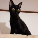 宝石みたいなまんまるお目目