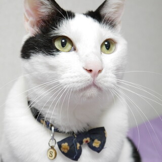 凛々しいお顔の甘えん坊さん♪