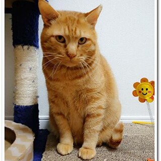 【3/28⭐堺東にて里親会】参加猫ポテト君