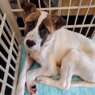 子犬ちゃんの家族を探しています