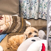 なごん