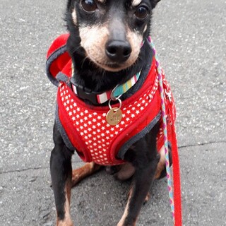 甘えたいなミニピン♂カジキ