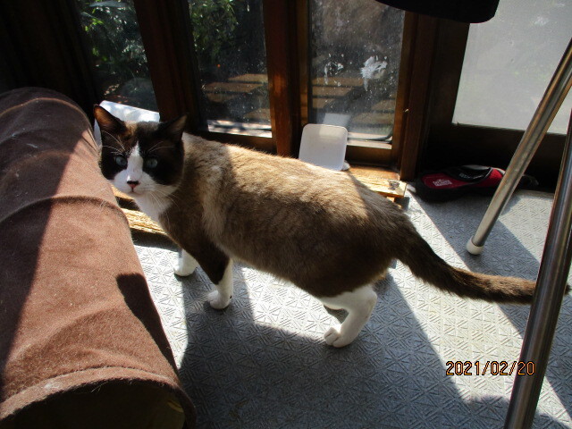 珍しい猫種 スノーシュー 香川県 猫の里親募集 ペットのおうち 月間利用者150万人