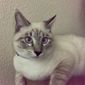 寄り目が可愛い！ブルーポイントシャム猫ミックス