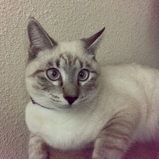 寄り目が可愛い！ブルーポイントシャム猫ミックス