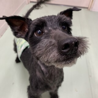 センターレスキュー！ミニチュアシュナウザー