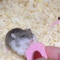 ロボロフスキーハムスター　ブルー　