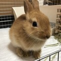 クリーム色のミニウサギ(生後6ヶ月)