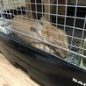 クリーム色のミニウサギ(生後6ヶ月) サムネイル2