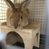 クリーム色のミニウサギ(生後6ヶ月) サムネイル3