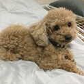 4歳のトイプードル男の子です(一旦募集停止中)