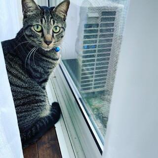 宮古島市おとなしいツンデレのオスです。
