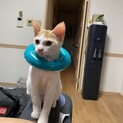 里親募集！甘えん坊のかまってちゃん茶白くん