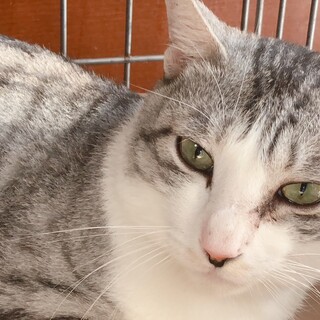 【クナイプ】おかげさまで里親様が決まりました