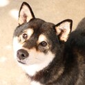 柴犬　メス　４才