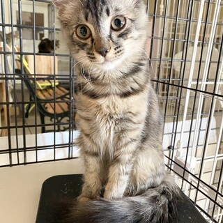 ＊ムギワラ長毛の女の子　コズモちゃん＊