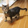 天真爛漫な可愛いLeeちゃん サムネイル4