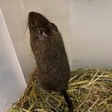 デグー兄弟