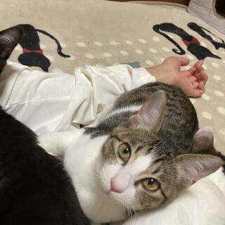 【2/21 譲渡会】
