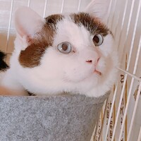 おこめのすけ