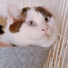 おこめのすけ