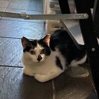トコちゃん