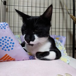 里親さん決定とトライアル決定のお知らせ